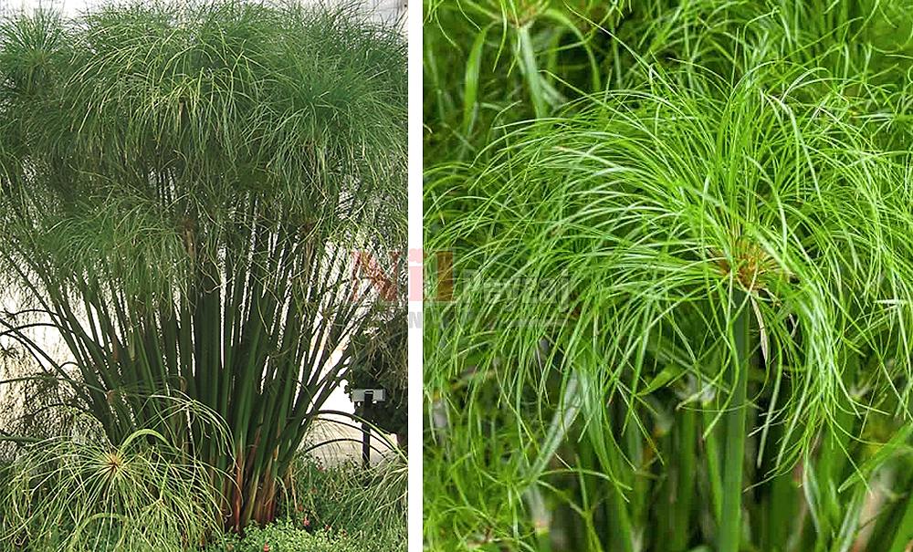 Cyperus papyrus/Papirüs