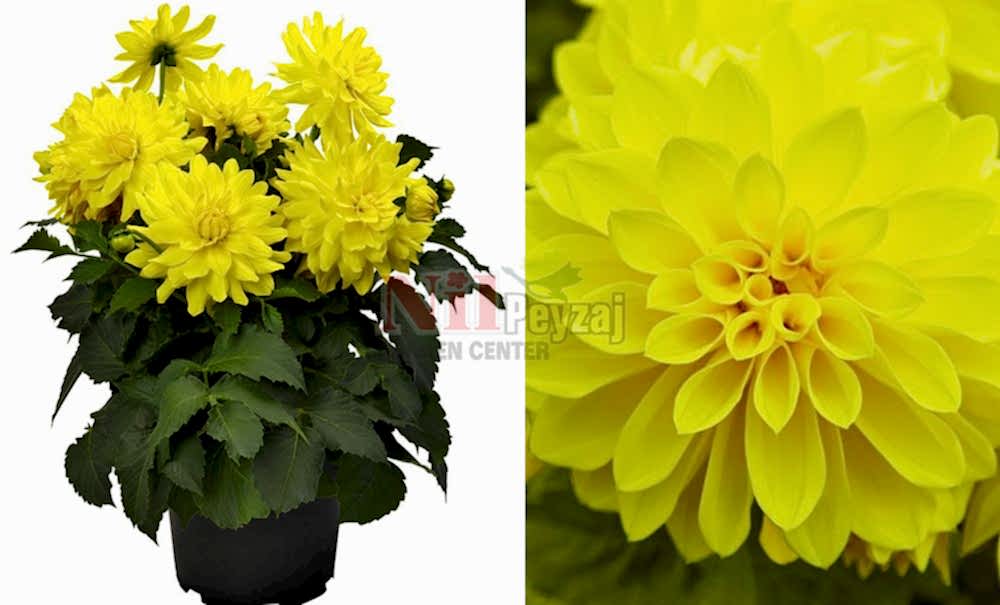 Dahlia hortensis-yellow/Yıldız Çiçeği sarı