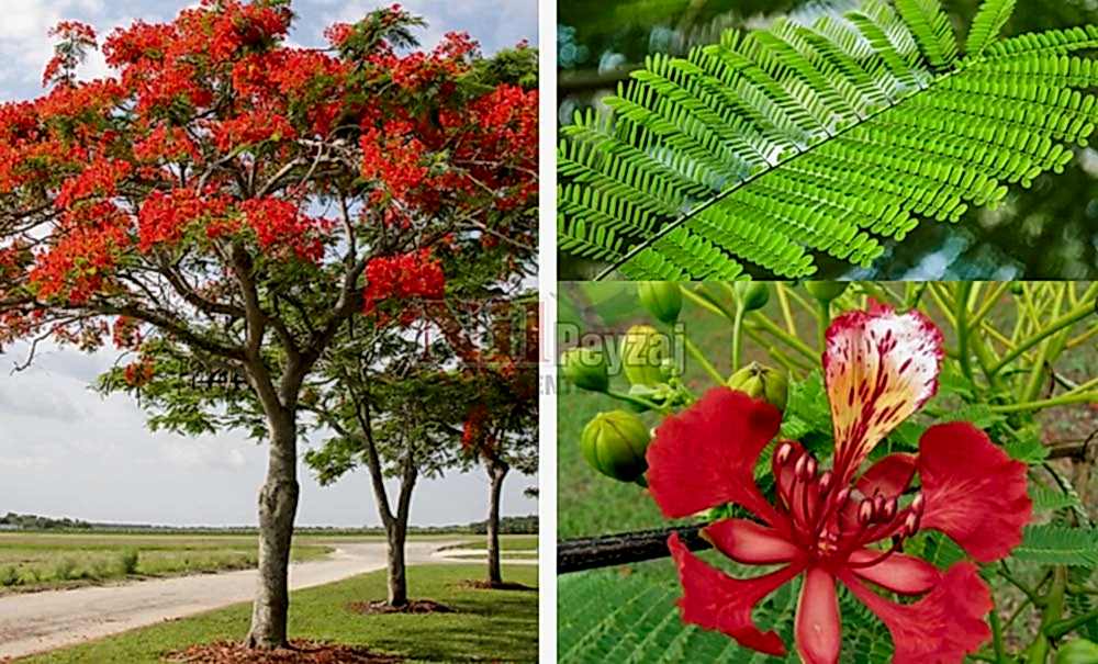 Delonix regia/Ateş Ağacı