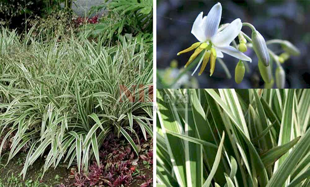 Dianella tasmanica variegata/Keten Zambağı-Alacalı