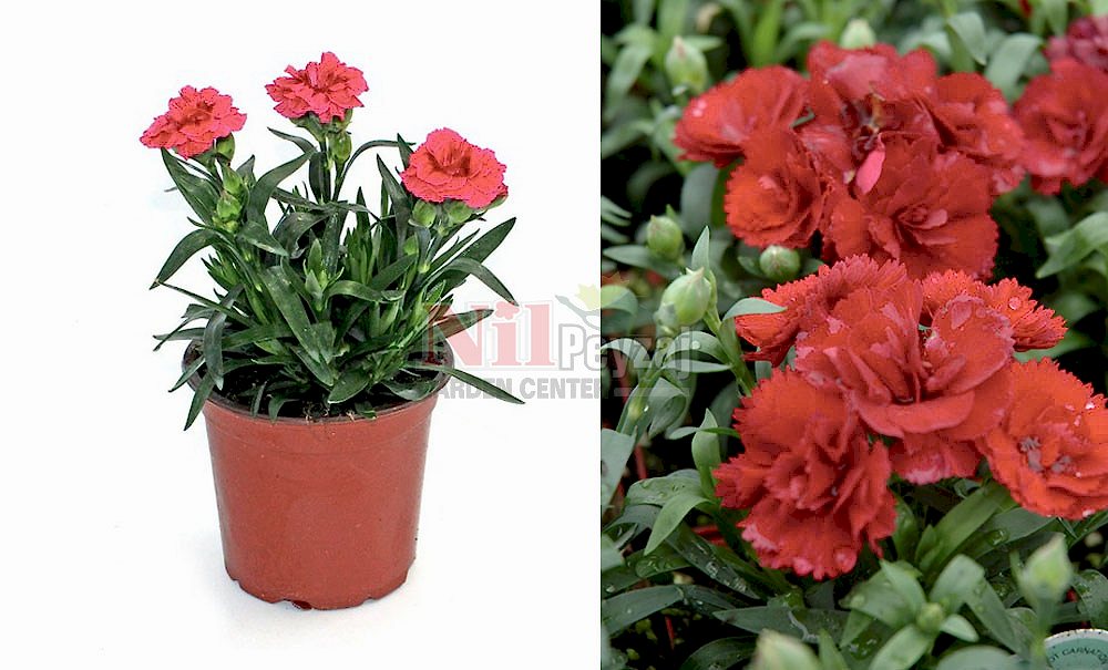 Dianthus caryophyllus/Yabani karanfil-bodur