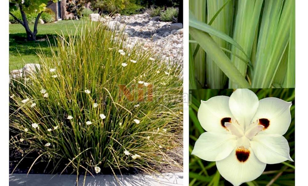 Dietes bicolor/Afrika süseni