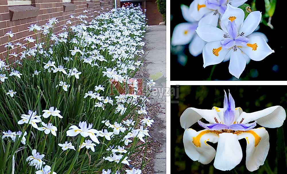 Dietes grandiflora