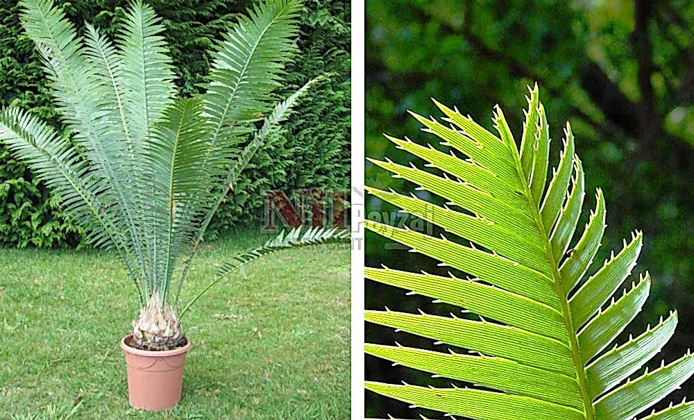 Dioon spinulosum/Dion Sikas