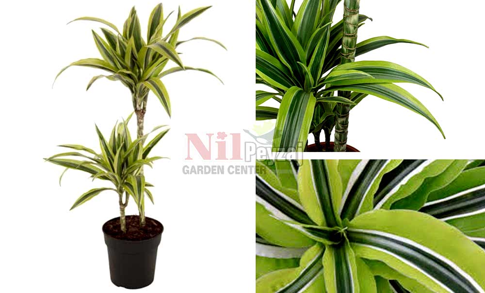 Dracaena fragrans ‘Lemon Lime’