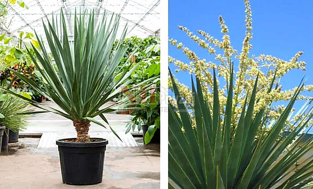 Dracena draco/Ejderha Kanı Ağacı