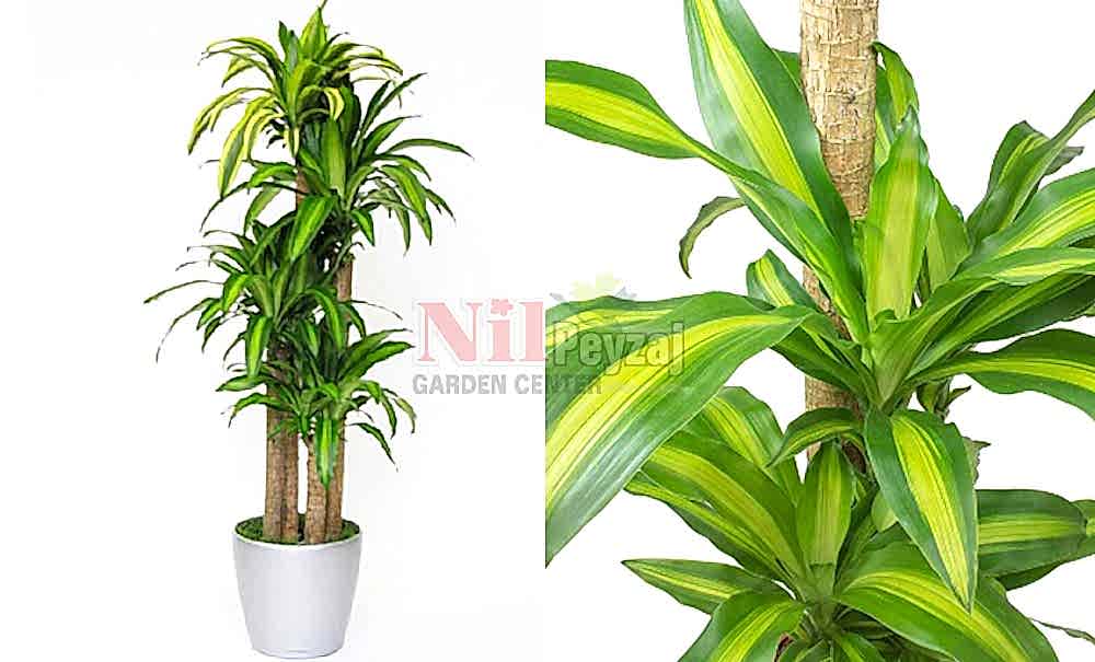 Dracena massengena