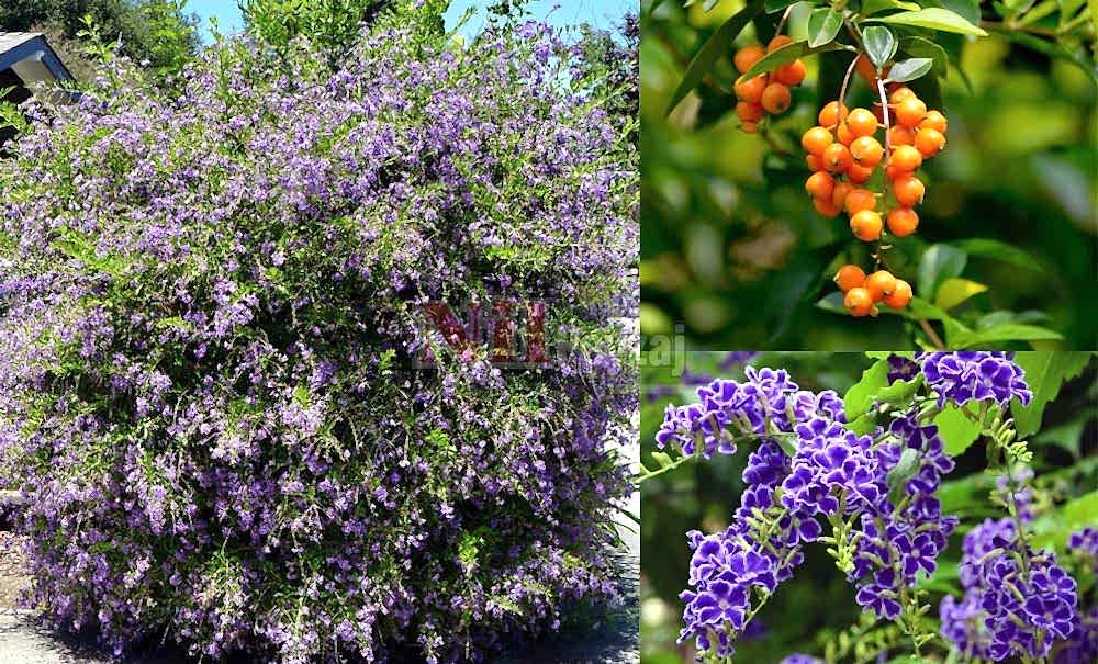 Duranta repens/Ağaç Menekşesi