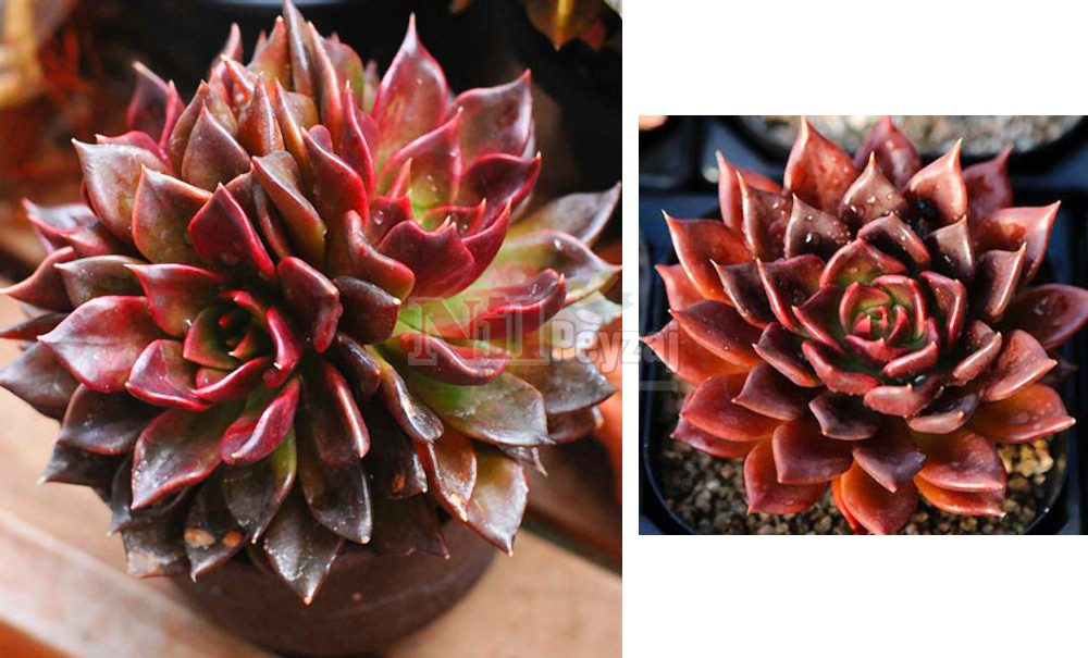 Echeveria ‘Black Prince’/Eçeverya