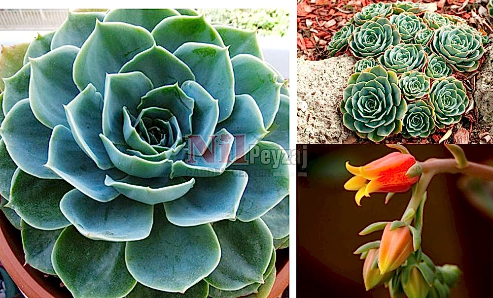 Echeveria glauca/Eçeverya