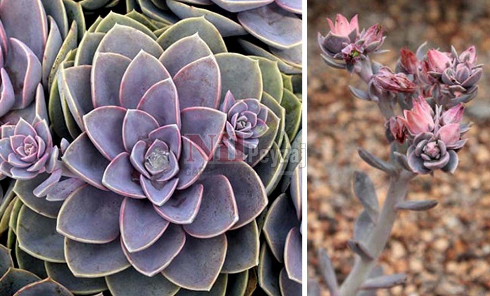 Echeveria ‘Perle Van Nunberg’