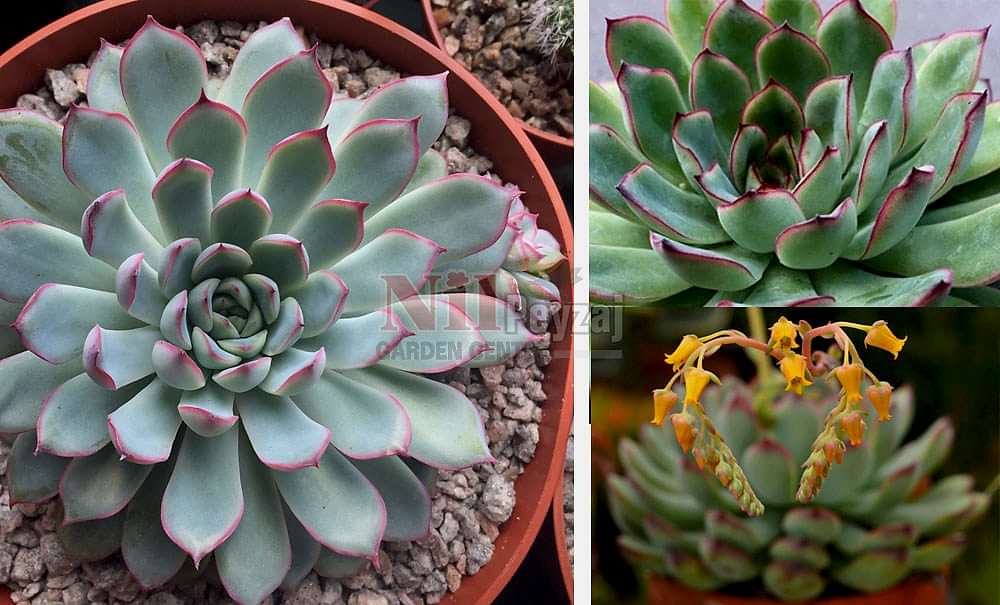 Echeveria pulidonis