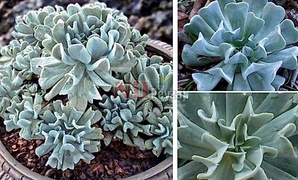 Echeveria runyonii ‘Topsy Turvy’