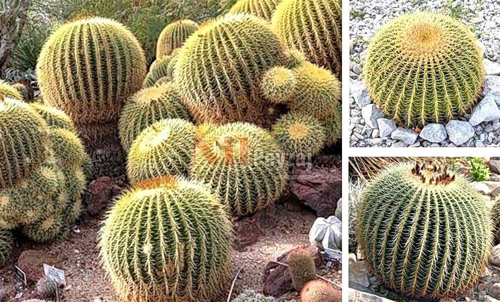 Echinocactus grusonii/Altın Fıçı Kaktüsü