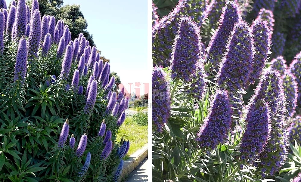 Echium candicans/Ekyum