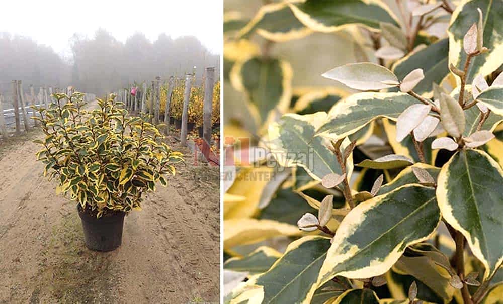 Elaeagnus ebbingei ‘Gilt Edge’/Alacalı Süs İğdesi