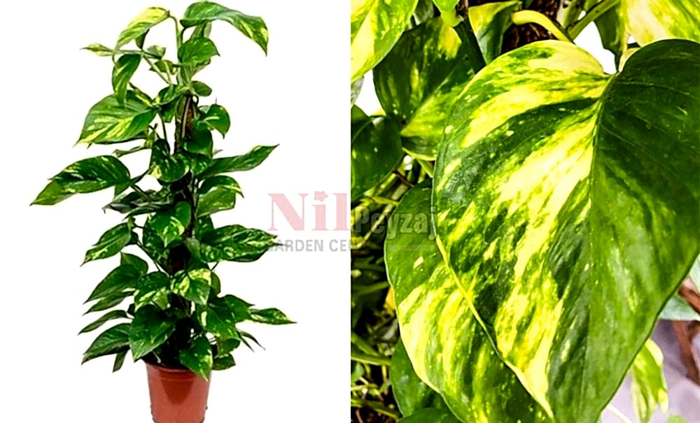 Epipremnum aureum/Salon sarmaşığı-Patos