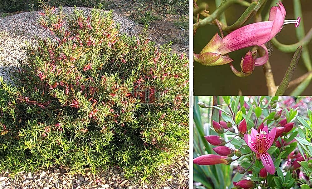 Eremophila maculata/Eremofilla