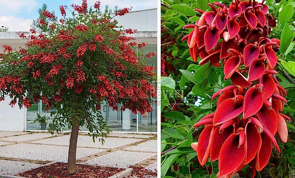 Erythrina crista-galli/Mercan Ağacı TİJ