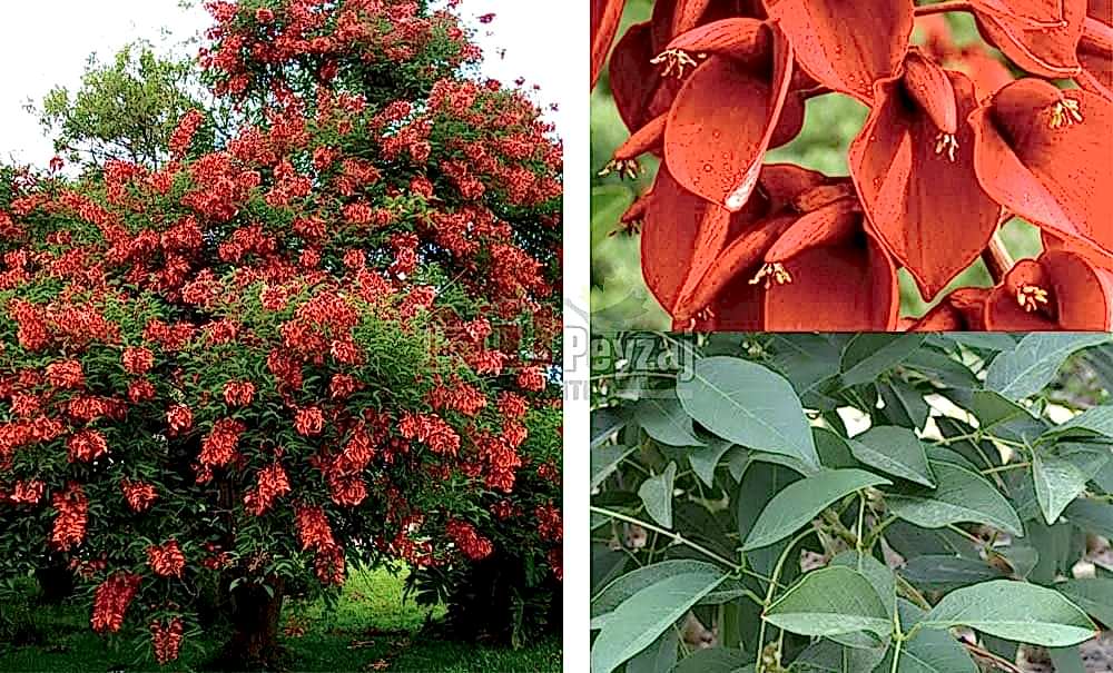 Erythrina crista-galli/Mercan Ağacı