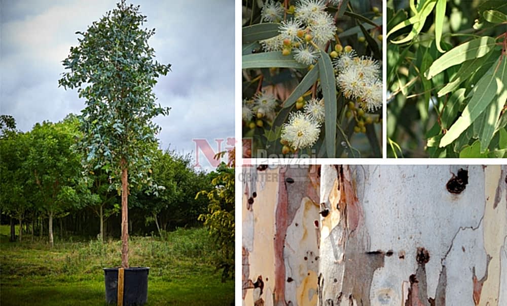 Eucalyptus camaldulensis/Okaliptus