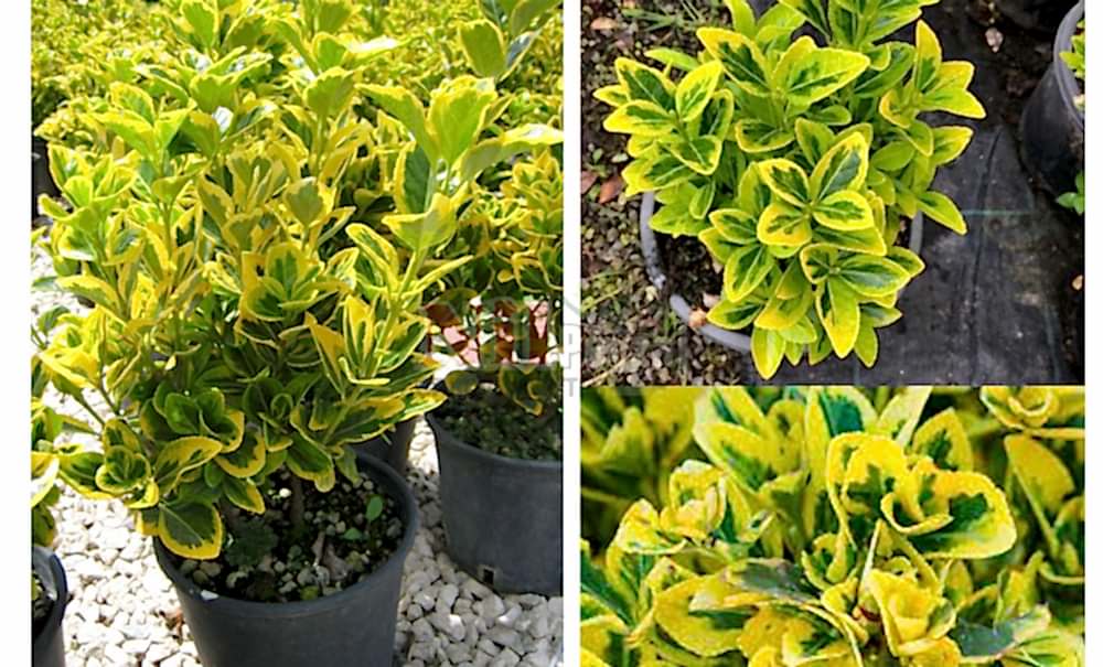 Euonymus japonica variegata/Alacalı Taflan