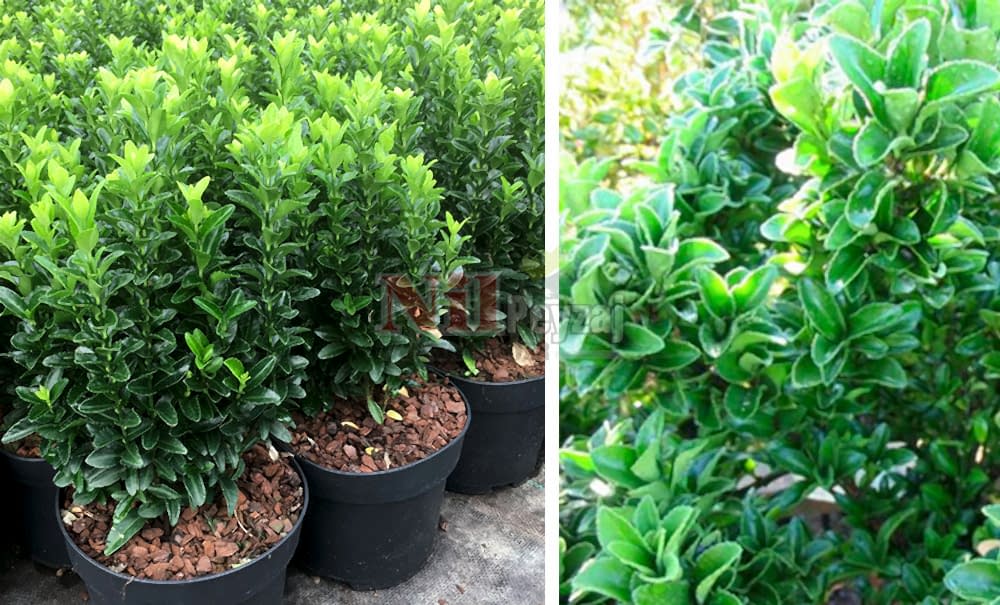 Euonymus japonicus ‘Green Spire’/Şimşir Yapraklı Taflan