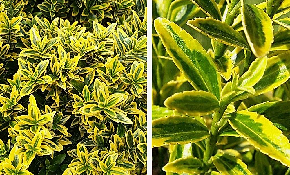 Euonymus japonicus ‘Microphyllus Aureovariegatus’/Alacalı Şimşir Yapraklı Taflan