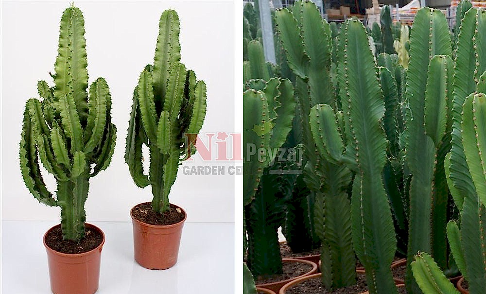 Euphorbia ingens/Şamdan Ağacı, Kandelabra Ağacı