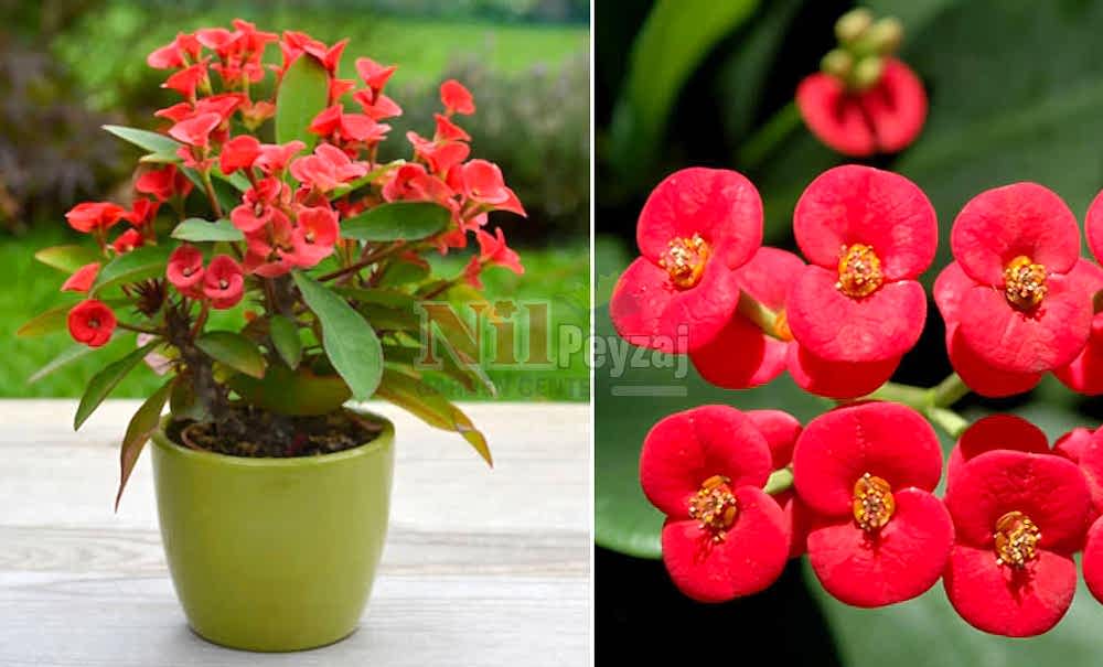 Euphorbia milii/Dikenli Taç