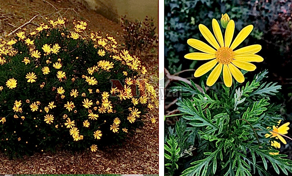 Euryops pectinatus/Sarı Çalı Papatya