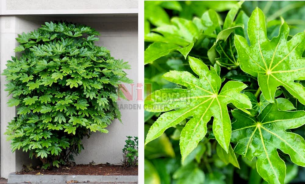 Fatsia japonica/Japon Çınarı