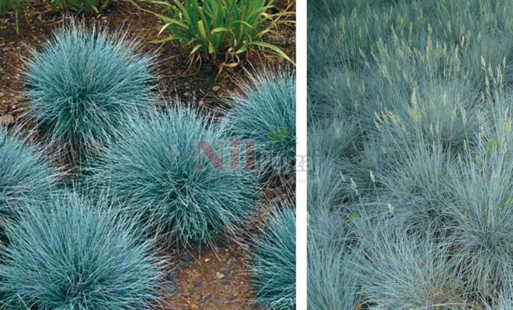 Festuca ovina glauca/Mavi Çim