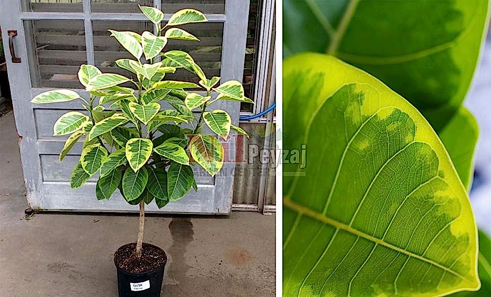 Ficus altissima  variegata/Kauçuk Alacalı Tij