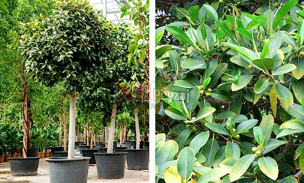 Ficus australis/Avustralya Kauçuğu