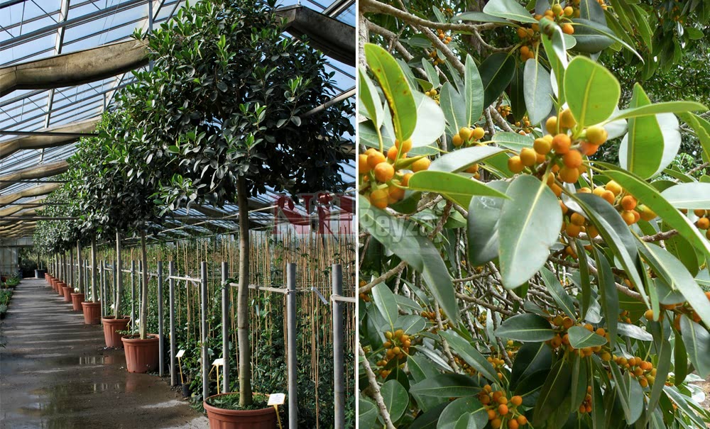 Ficus bellingeri/Belinger Kauçuk