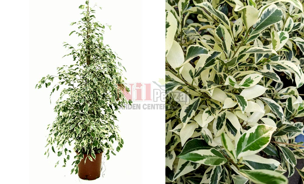 Ficus benjamina ‘Hawaii’/Alacalı Benjamin Kauçuk