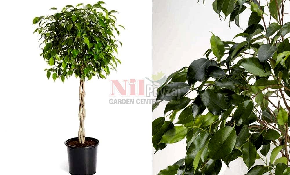 Ficus benjamina/Benjamin Kauçuk TİJLİ