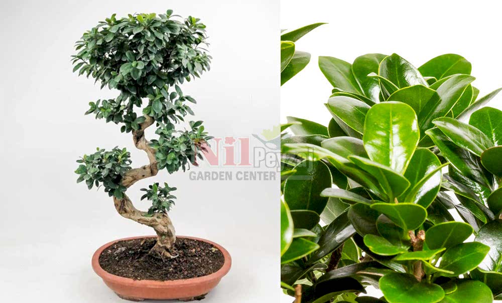 Ficus bonsai/Kauçuk Bonzai