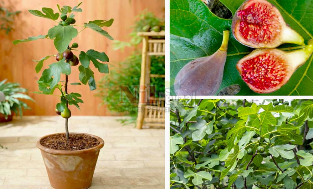 Ficus carica/İncir