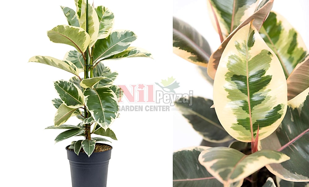 Ficus elastica variegata/Alacalı Kauçuk Ağacı