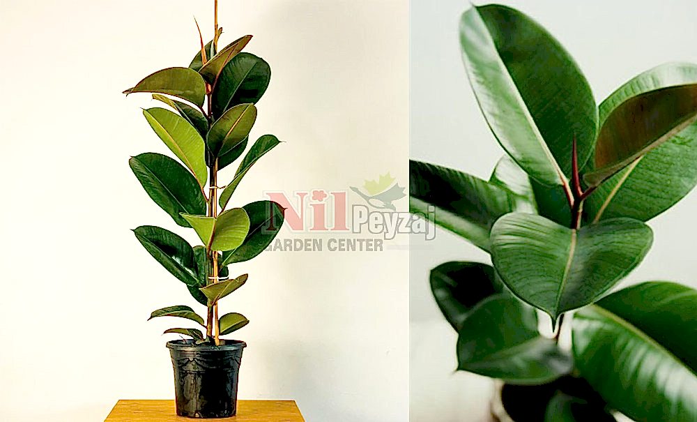 Ficus elastica/Kauçuk Ağacı