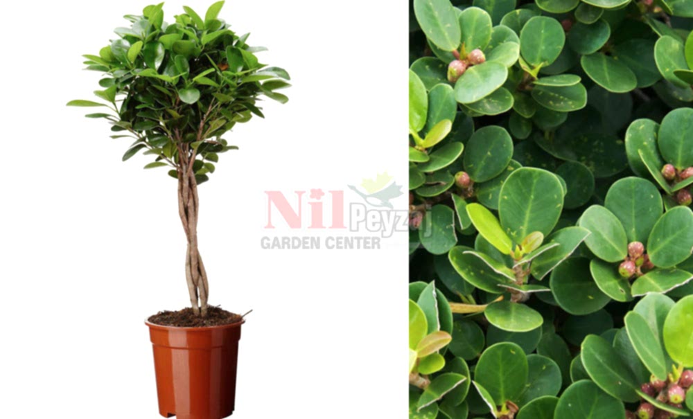 Ficus microcarpa/Hint Defne Kauçuğu  TİJLİ