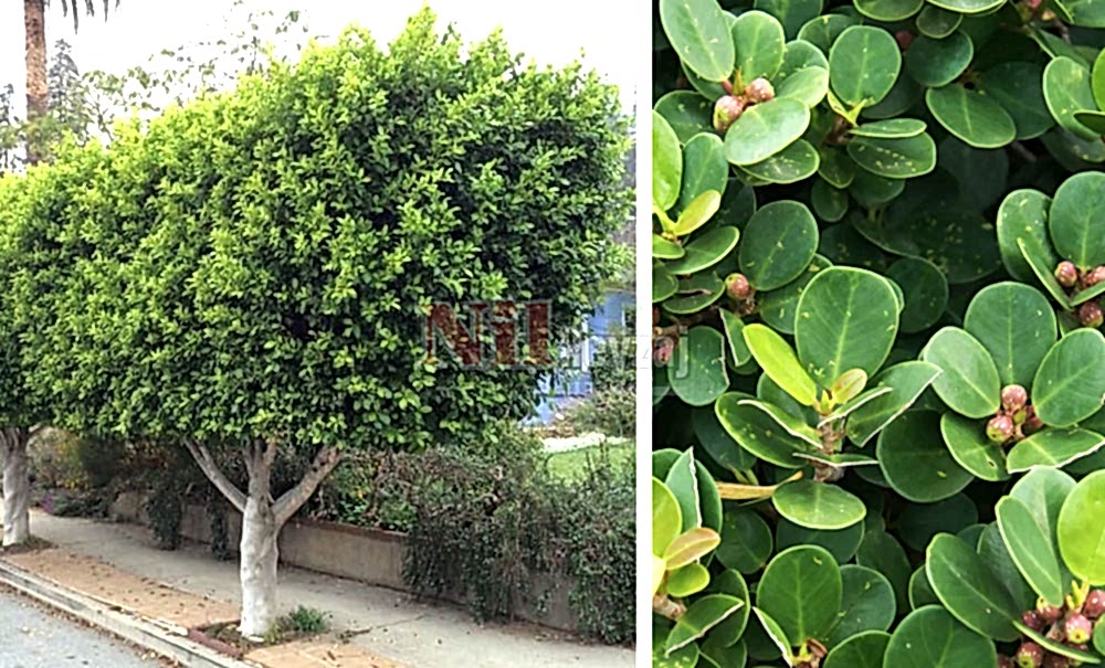 Ficus microcarpa/Hint Defne Kauçuğu