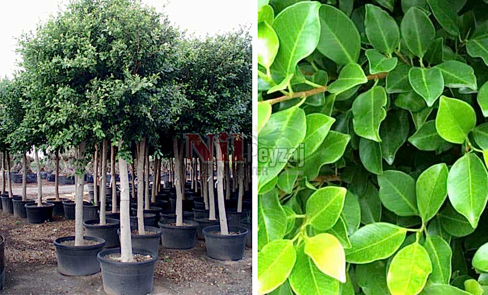 Ficus nitida/İskenderun Kauçuğu