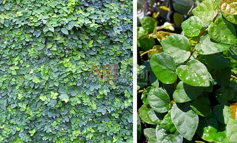 Ficus repens/Duvar Sarmaşığı