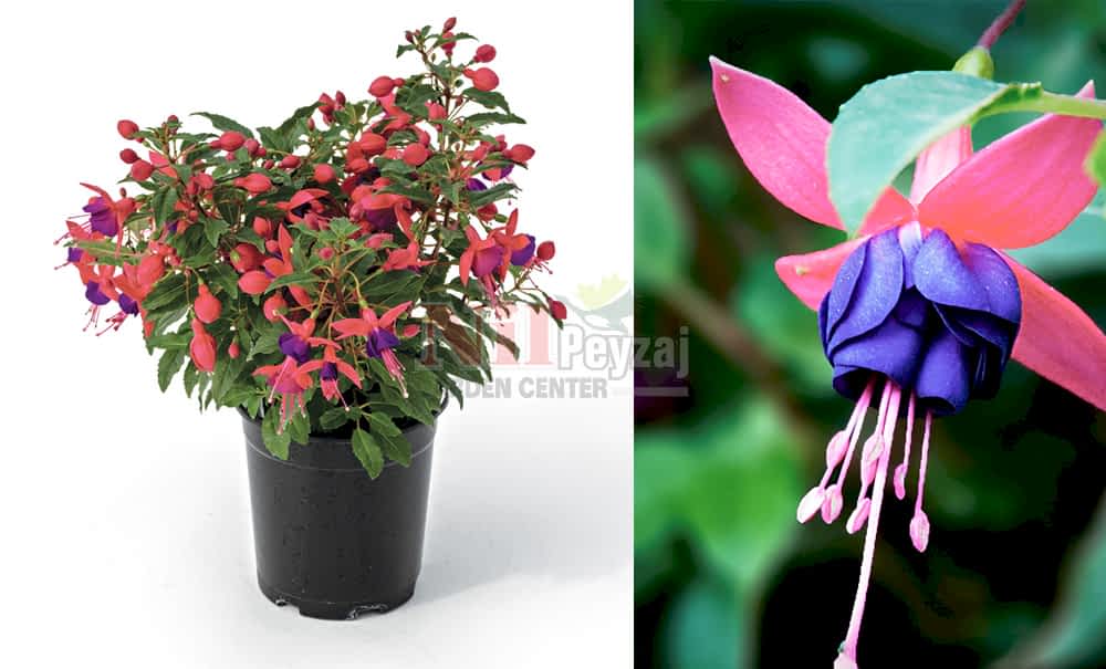 Fuchsia cultivars/Küpeli