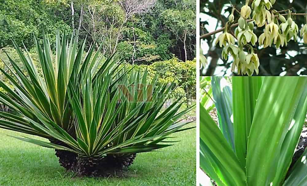 Furcraea foetida