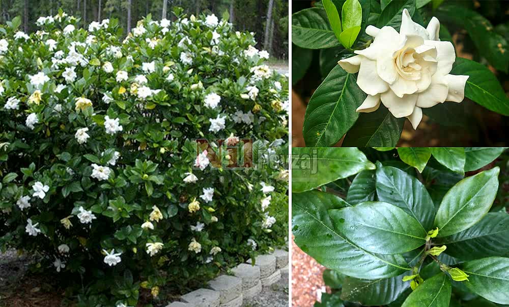 Gardenia jasminoides/Gardenya