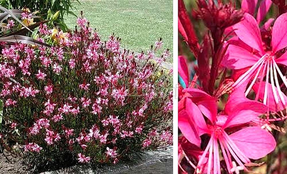 Gaura lindheimeri ‘Passionate Pink’/Gaura-Pembe